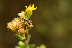Parancistrocerus declivatus