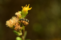 Parancistrocerus declivatus