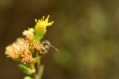 Parancistrocerus declivatus