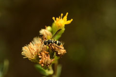 Parancistrocerus declivatus