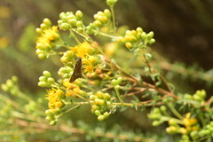 Panoquina errans