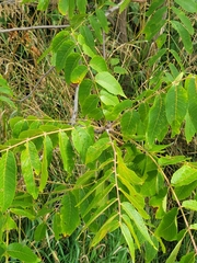 Sorbus aucuparia