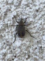 Brachypera zoilus