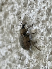 Brachypera zoilus