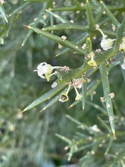 Colletia