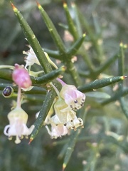 Colletia