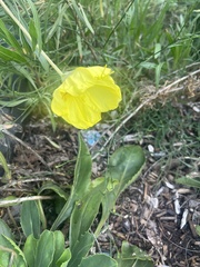 Oenothera macrocarpa