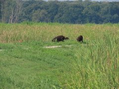Sus scrofa domesticus