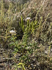 Polanisia dodecandra