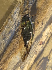 Neotibicen pruinosus