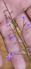 Desmodium ciliare