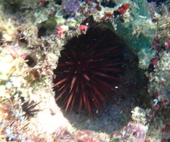 Echinometra lucunter