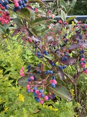 Viburnum