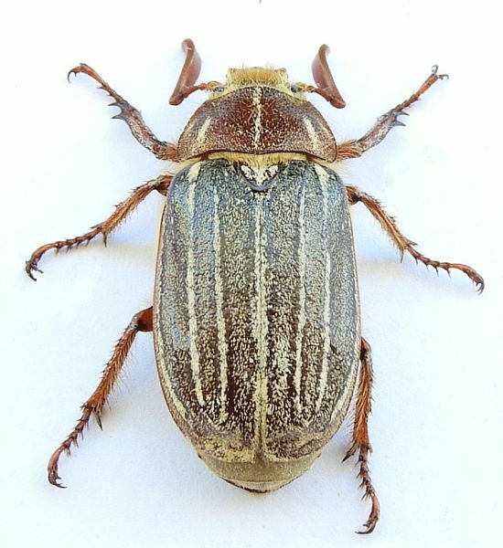 Polyphylla diffracta