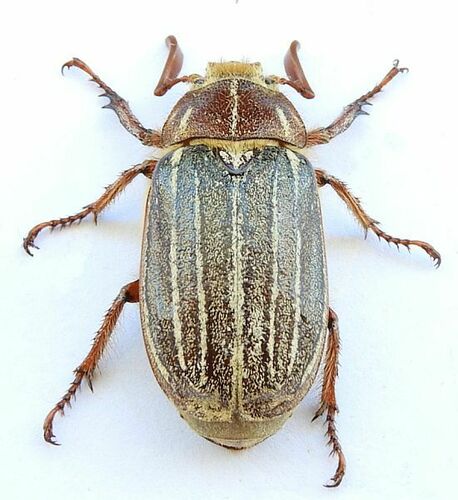 Polyphylla diffracta
