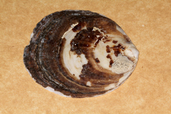 Ostrea chilensis