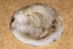 Ostrea chilensis