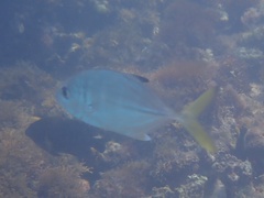 Caranx latus