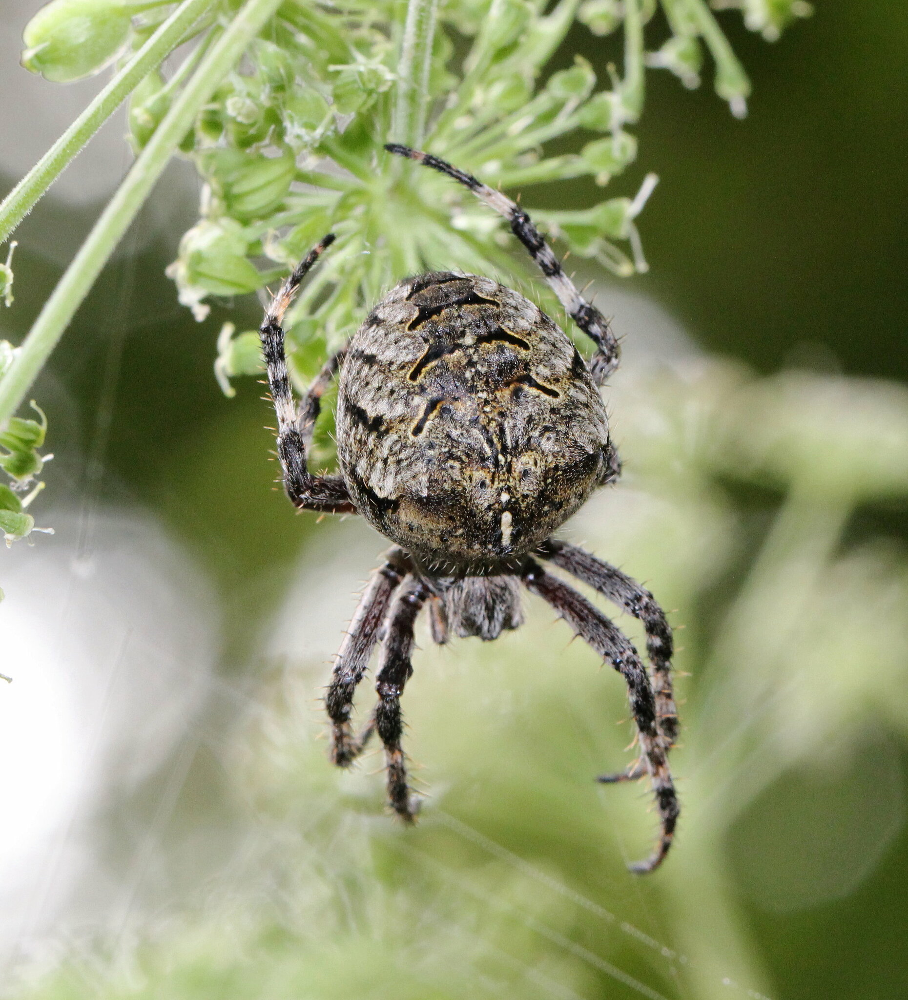 Fierce Orbweaver (Araneus saevus) · iNaturalist