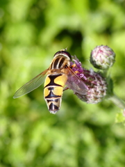 Helophilus trivittatus