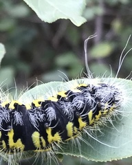Agapema homogena