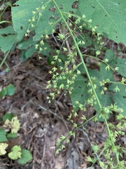 Stenanthium gramineum