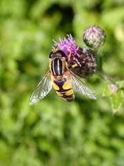 Helophilus trivittatus