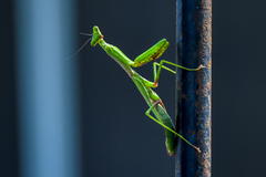 Mantis religiosa