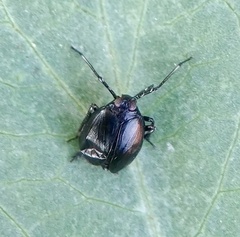 Phylloscelis atra