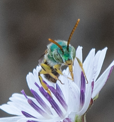 Agapostemon