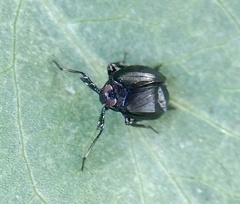 Phylloscelis atra