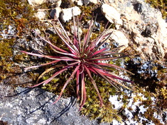 Lysipomia multiflora