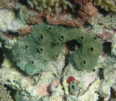 Amphimedon viridis