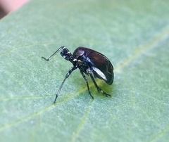 Phylloscelis atra