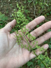Stenanthium gramineum