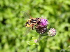 Helophilus trivittatus