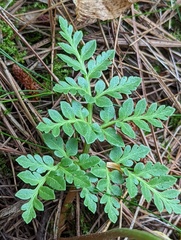 Sceptridium multifidum