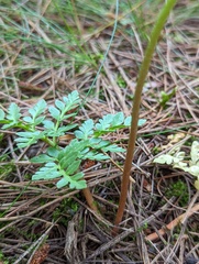 Sceptridium multifidum