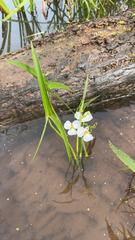 Sagittaria subulata