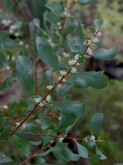 Hakea undulata