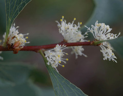Hakea undulata