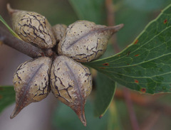 Hakea undulata