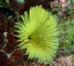 Notaulax occidentalis