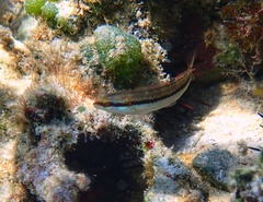 Halichoeres bivittatus