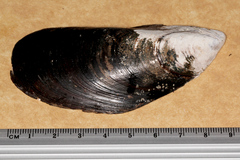 Perna canaliculus
