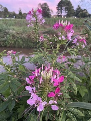 Cleome