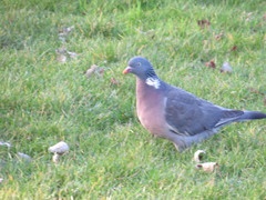 Columba palumbus