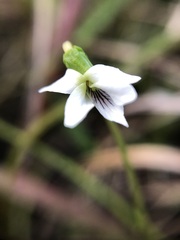 Viola vittata