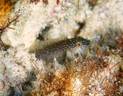 Malacoctenus macropus