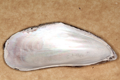 Perna canaliculus